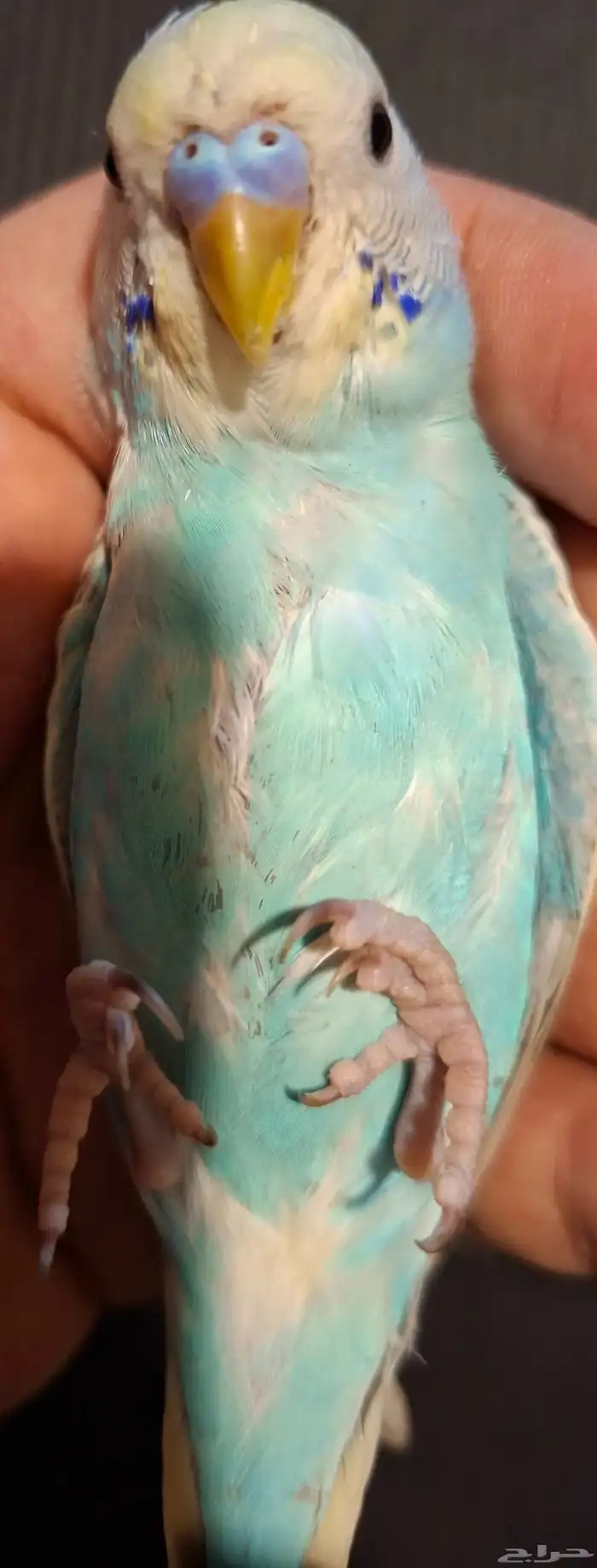 بادجي اليف 8