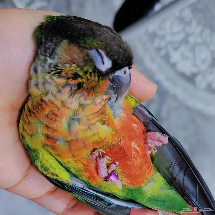 كنيور ضايع 0