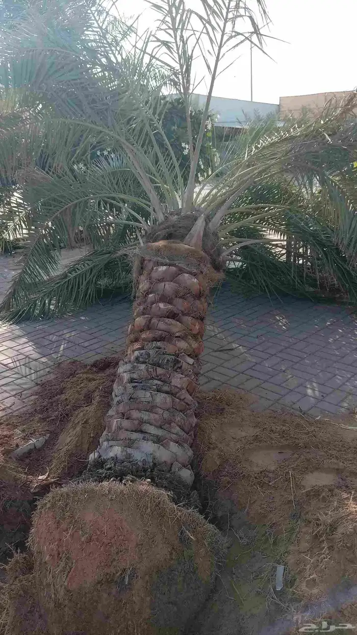 صقعي فنخاء مجدول هلالي عجوه ونانه نخل ع الطلب من القصيم 3