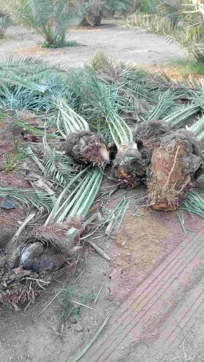 صقعي فنخاء مجدول هلالي عجوه ونانه نخل ع الطلب من القصيم 6