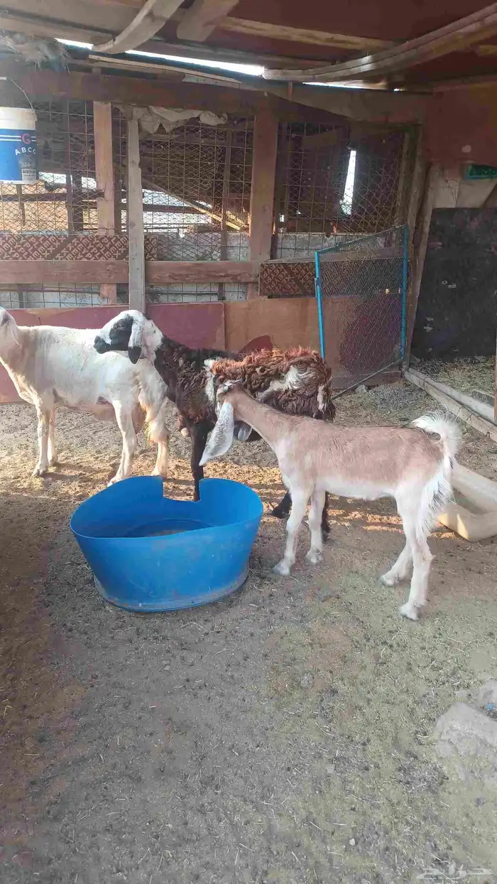 جفره وثنتين نعاج حريه وسواكنيه 1