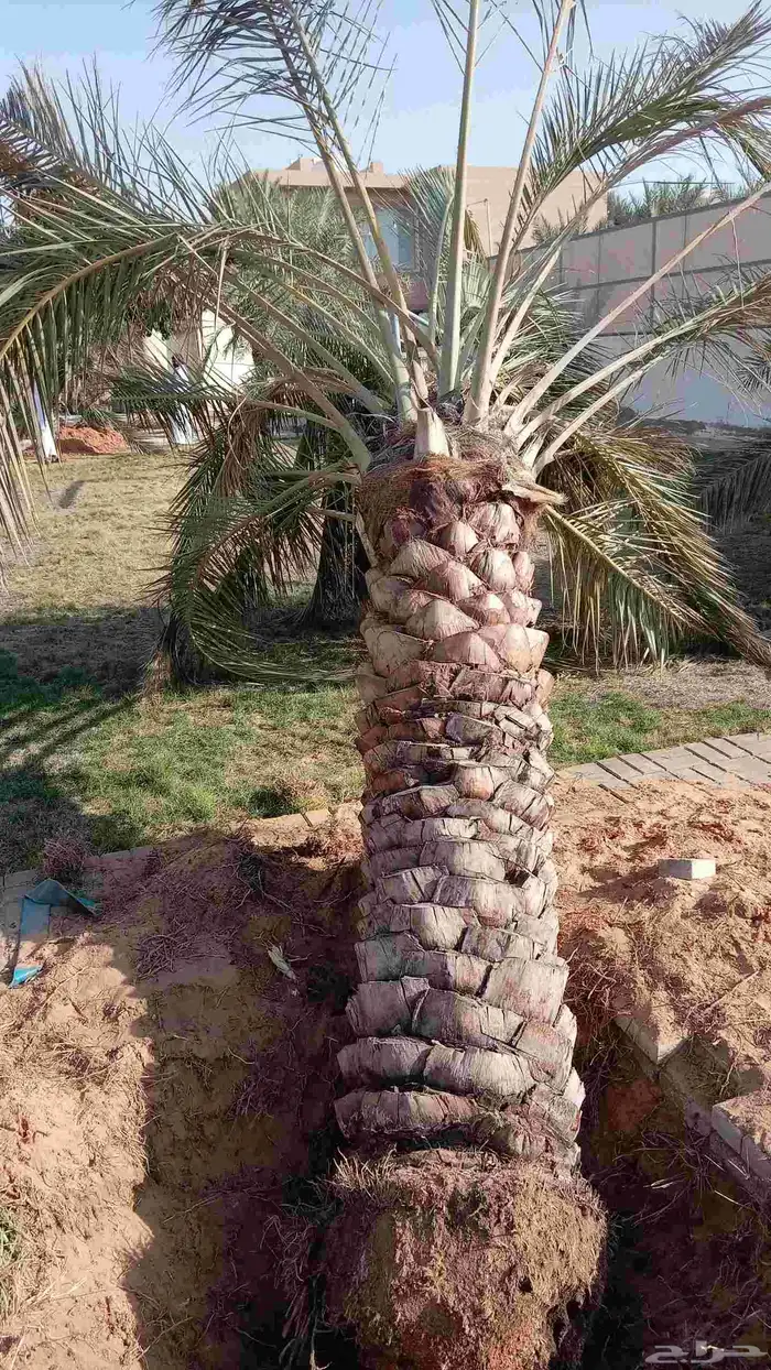 صقعي فنخاء مجدول هلالي عجوه ونانه نخل ع الطلب من القصيم 4