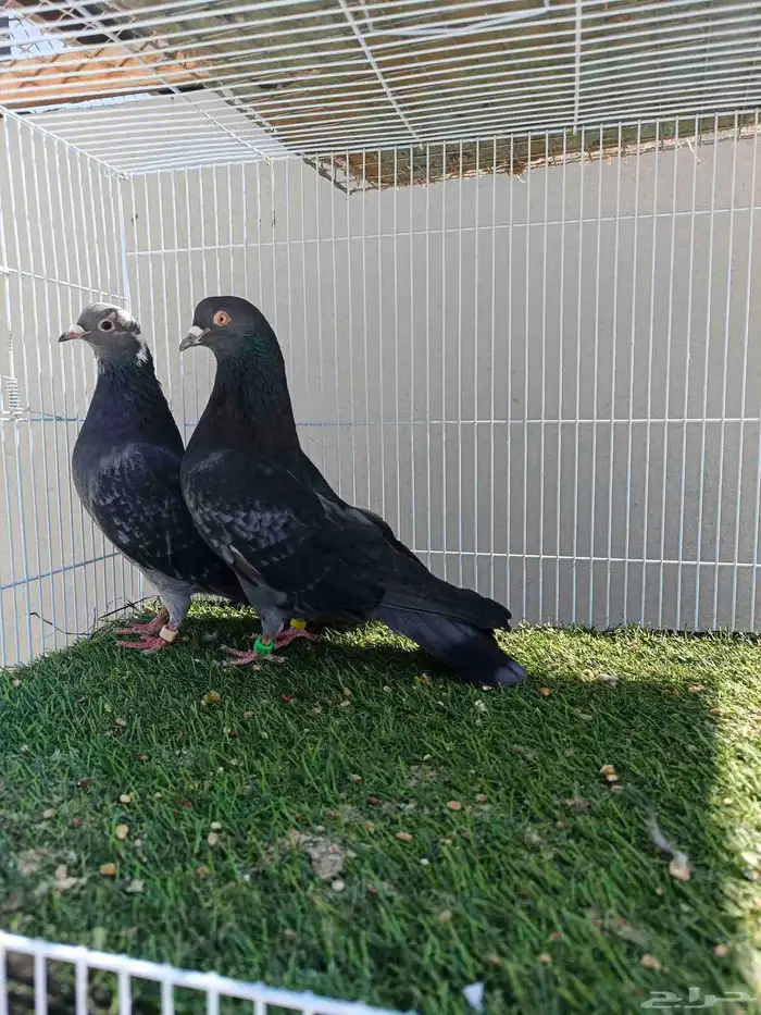 ازواج قطايف اساسات طيبه 2