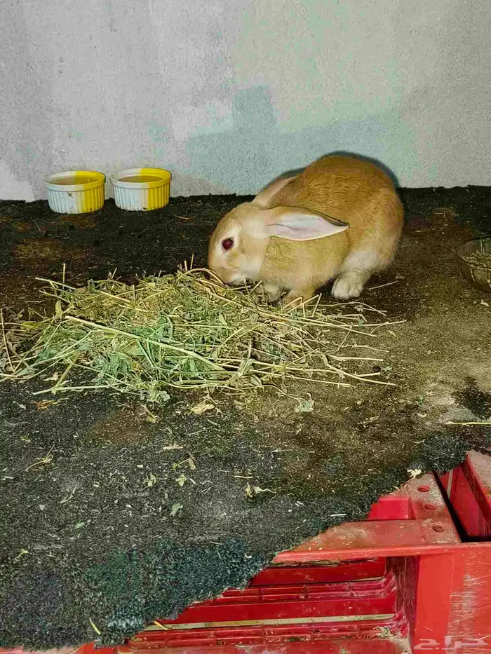 بيع أرانب جميلة ولطيفة 6