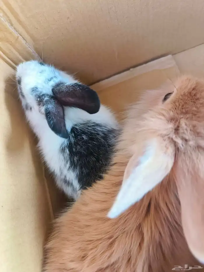 بيع أرانب جميلة ولطيفة 8