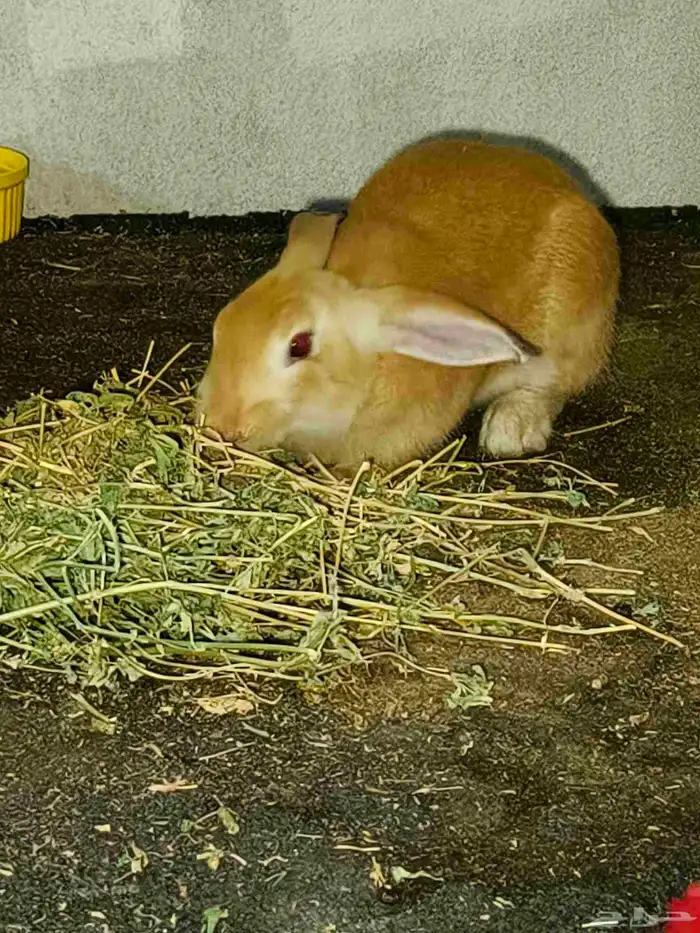 بيع أرانب جميلة ولطيفة 5