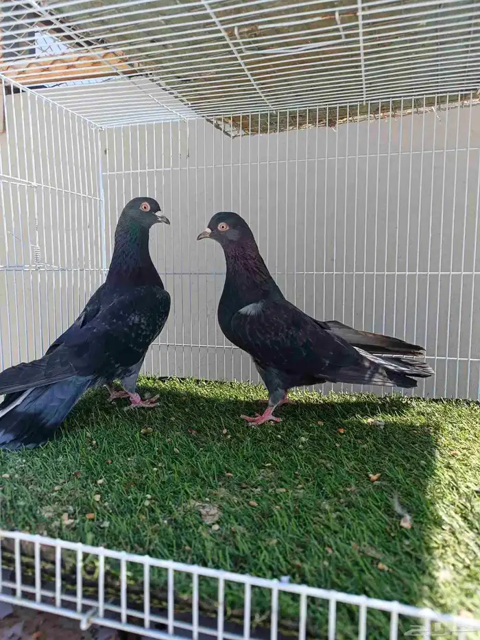 ازواج قطايف اساسات طيبه 4