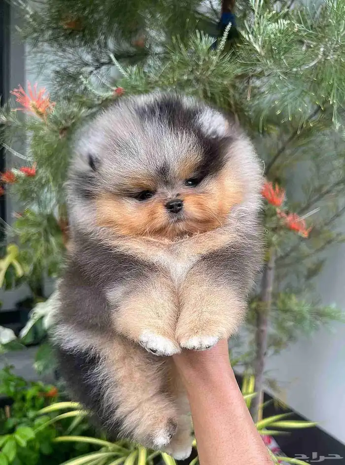 بومرينين بلو ميرل تان مستوى توب 2