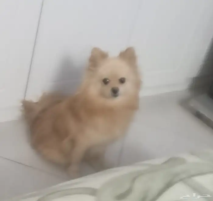 كلاب بومرينيان ام بعيالها للبيع مستعجل جدا 4