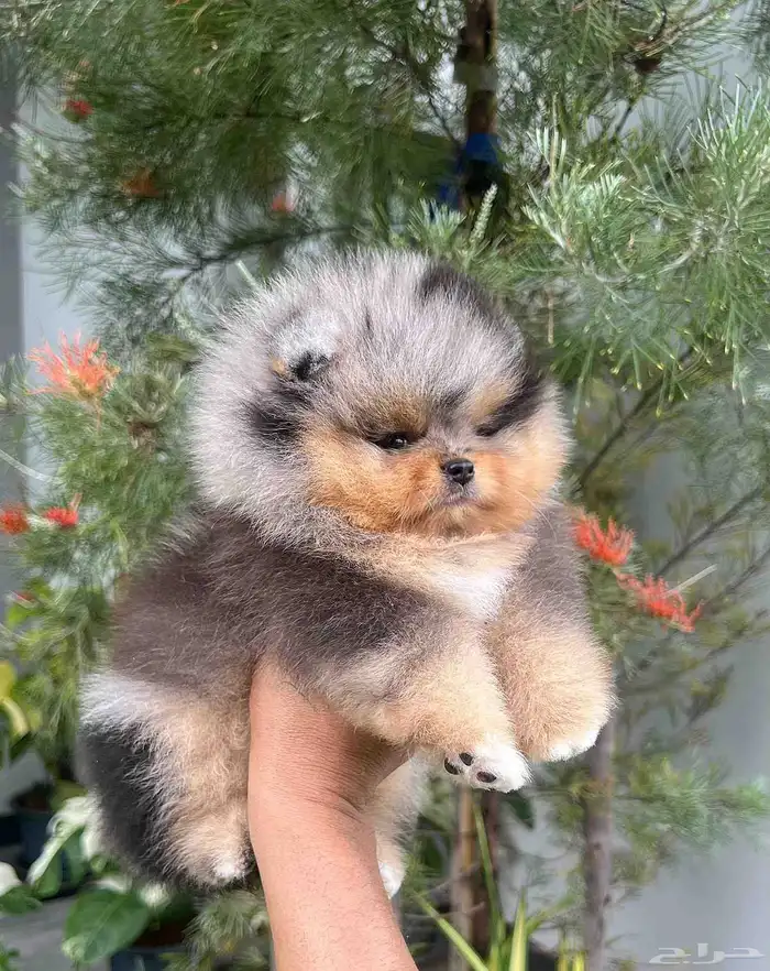 بومرينين بلو ميرل تان مستوى توب 4