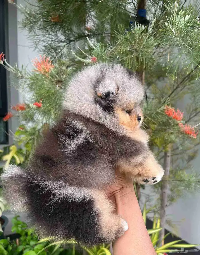 بومرينين بلو ميرل تان مستوى توب 1