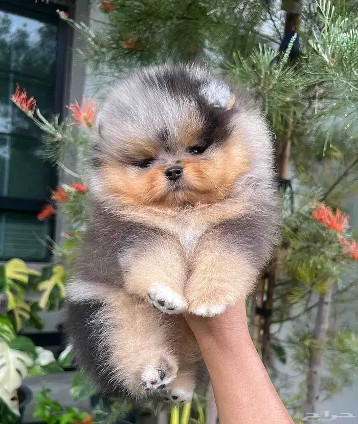 بومرينين بلو ميرل تان مستوى توب 0