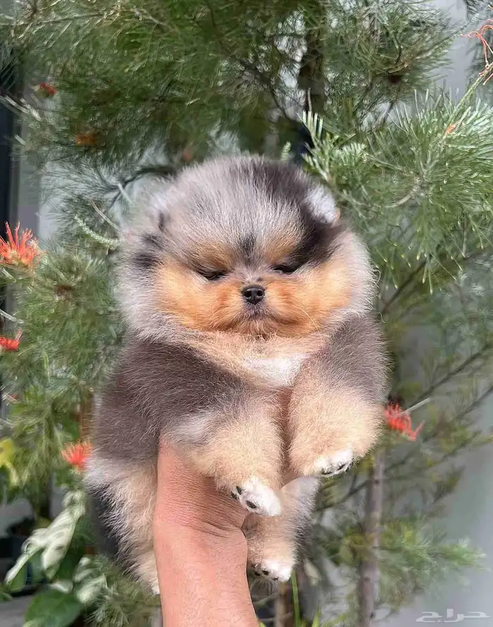 بومرينين بلو ميرل تان مستوى توب 5