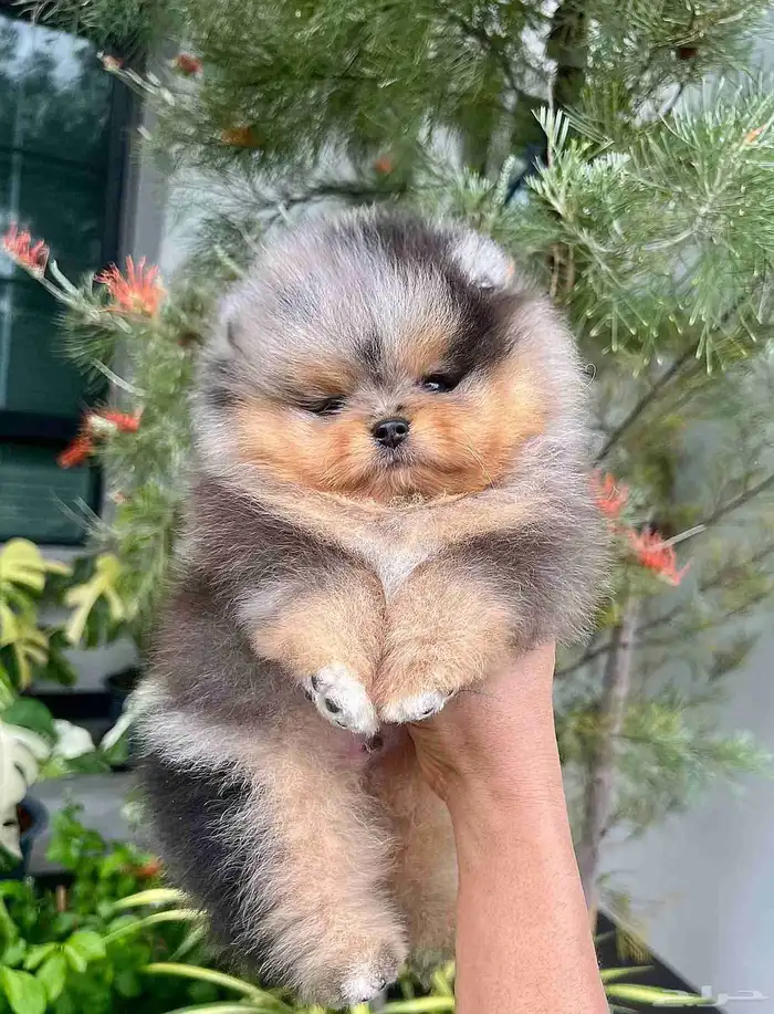 بومرينين بلو ميرل تان مستوى توب 3