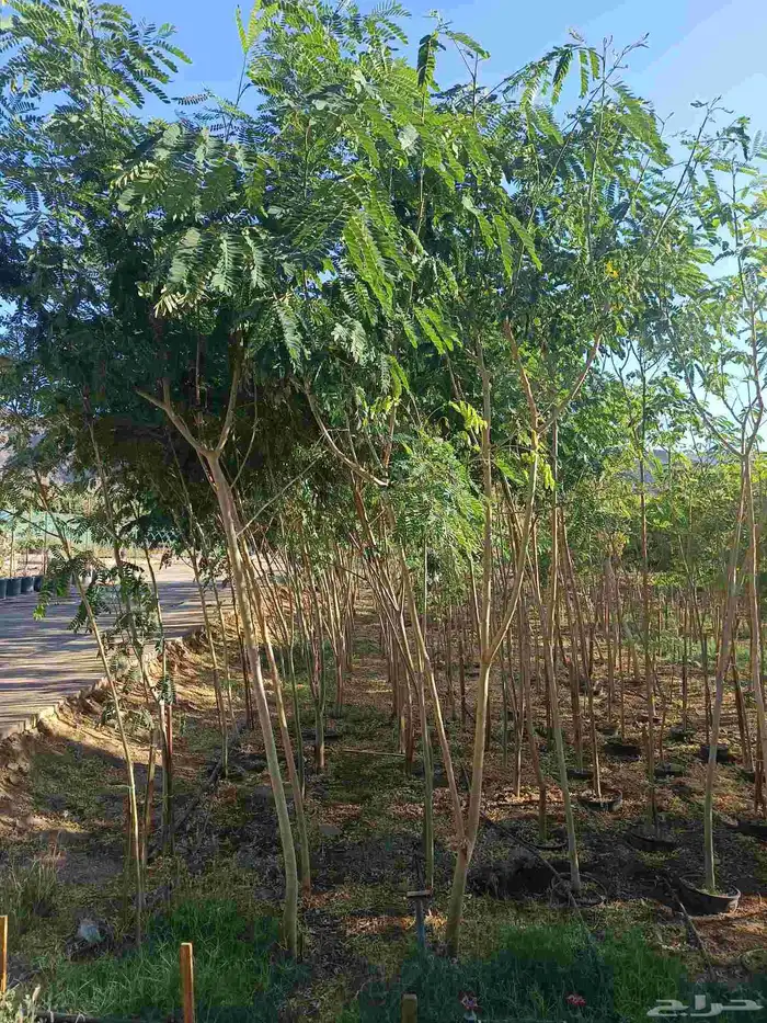 اجمل النباتات والأشجار داخل المدينه المنوره 0