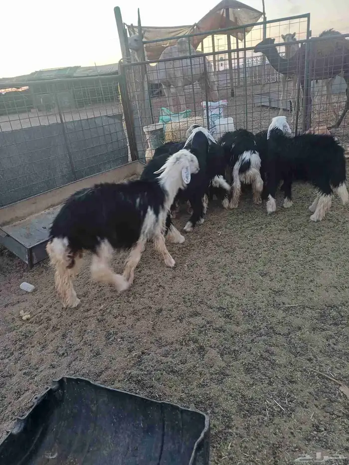 طليان نجد للبيع 2