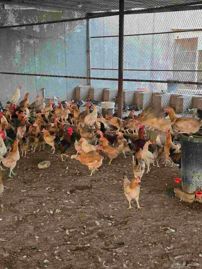 دجاج بلدي بياض 1