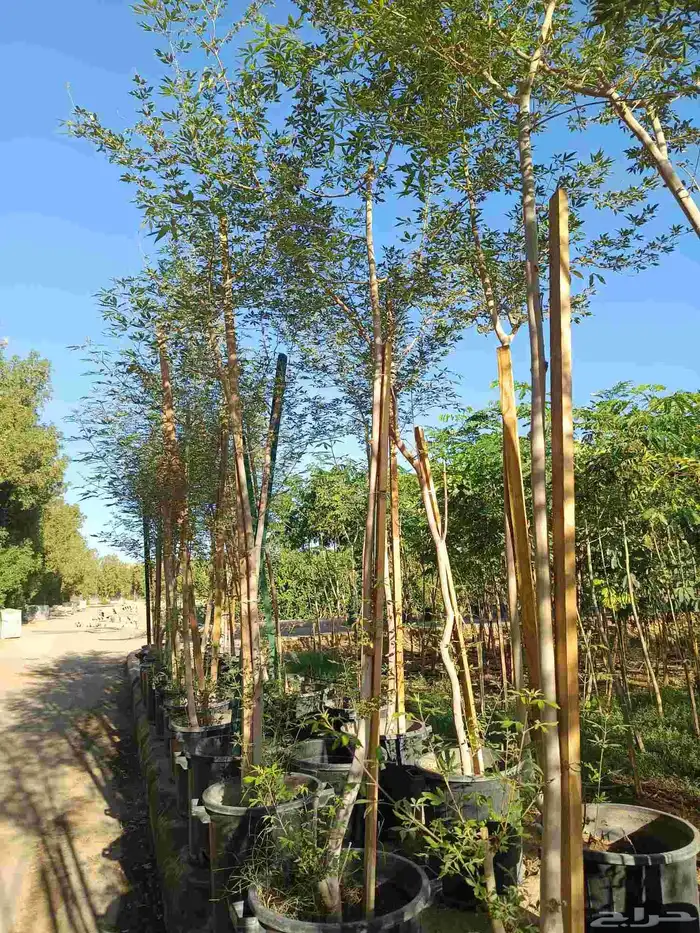 اجمل النباتات والأشجار داخل المدينه المنوره 4