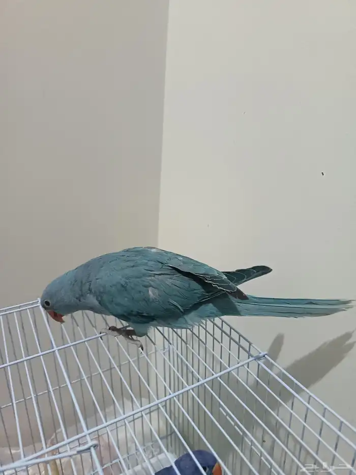 دره هولندي فروخ 1