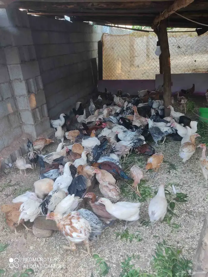 دجاج بلدي للبيع. الموقع  مدركه رحاط 6