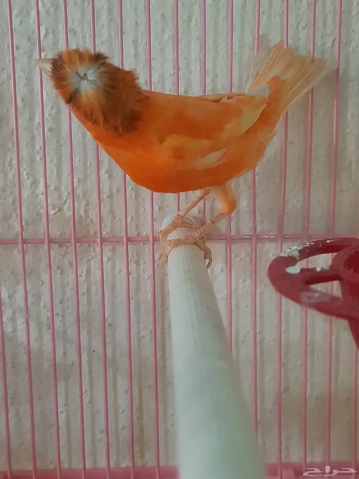 جوز كناري أحمر 0