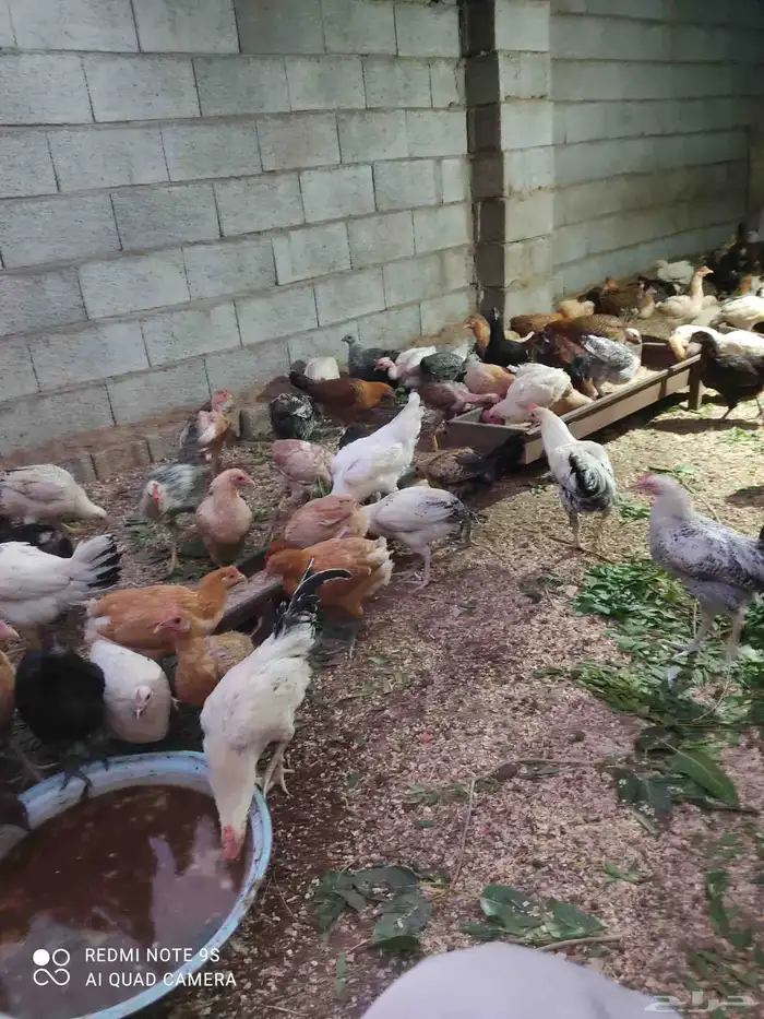 دجاج بلدي للبيع. الموقع  مدركه رحاط 4