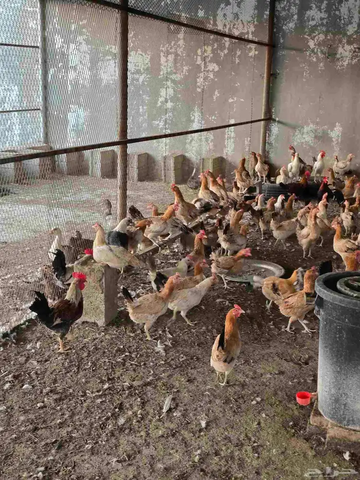 دجاج بلدي بياض 2