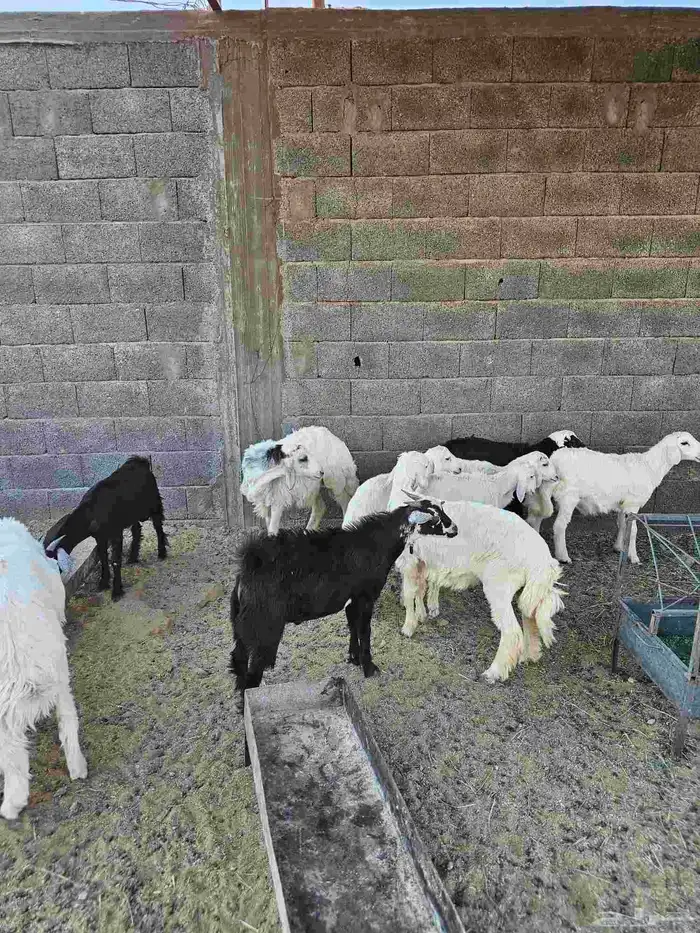 خرفان وتيوس ثلاجات ومناسبات 1