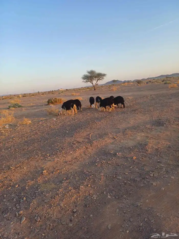 طليان نجد للبيع 10