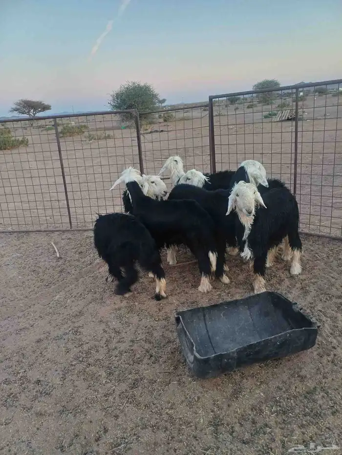 طليان نجد للبيع 6