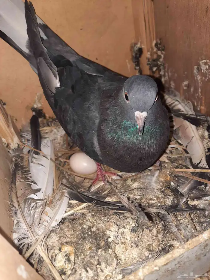 حمام قطيفي 2