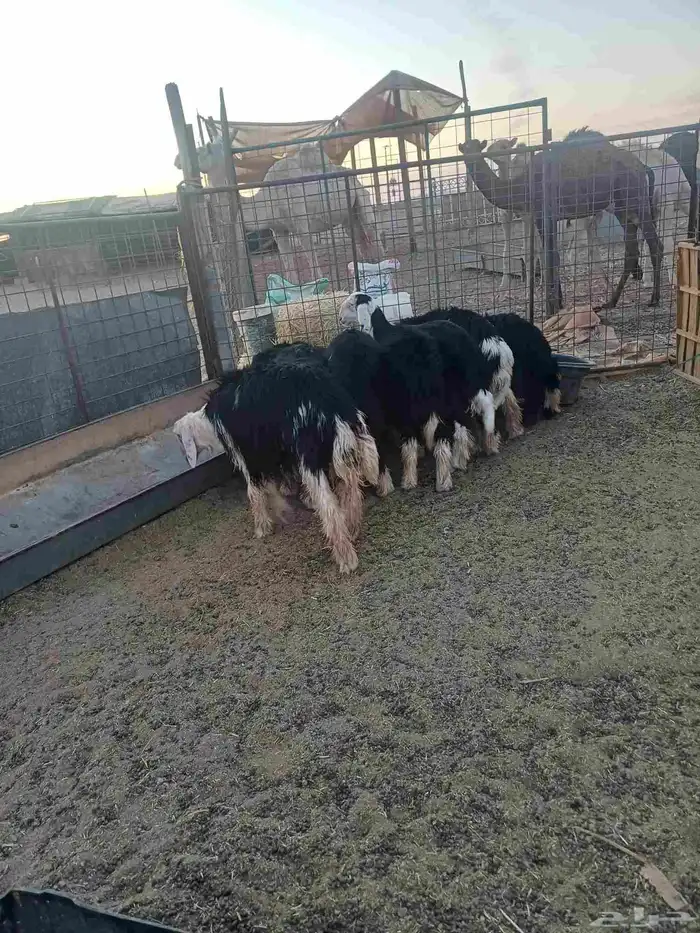 طليان نجد للبيع 0