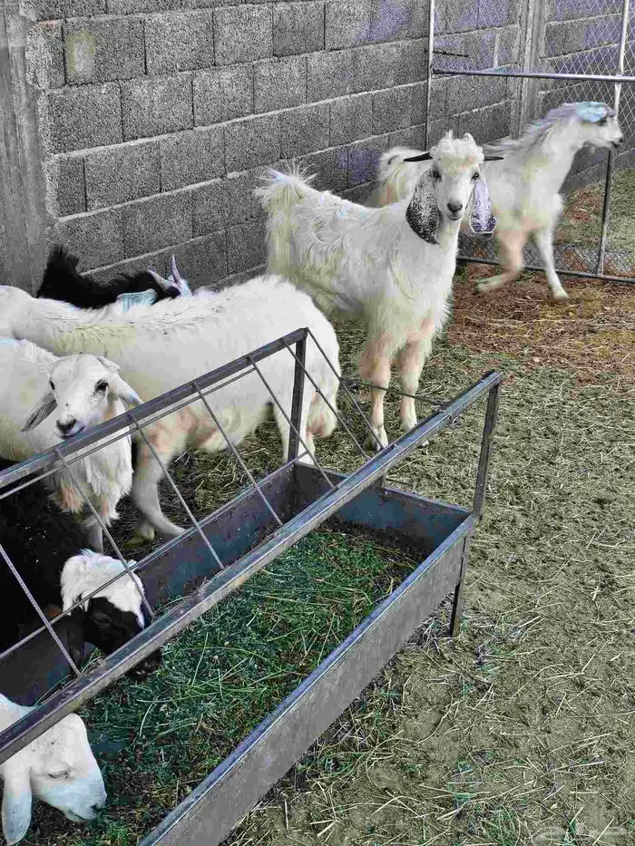 خرفان وتيوس ثلاجات ومناسبات 2