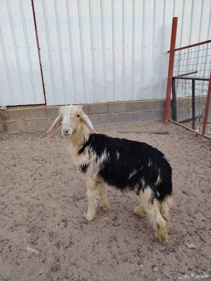 خروف نجدي عمره 3شهور وجذع نعيمي عمره 8شهور 0