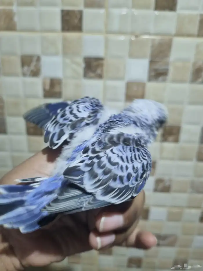 فرخ هوقو اليف 2