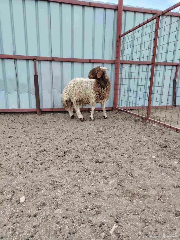 خروف نجدي عمره 3شهور وجذع نعيمي عمره 8شهور 5