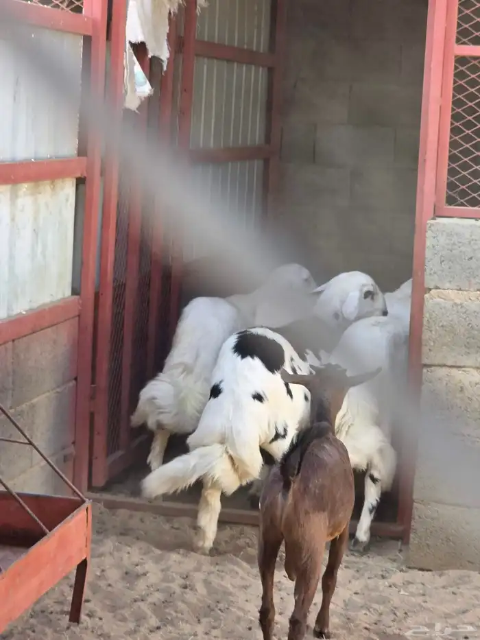 ذبايح للبيع 5