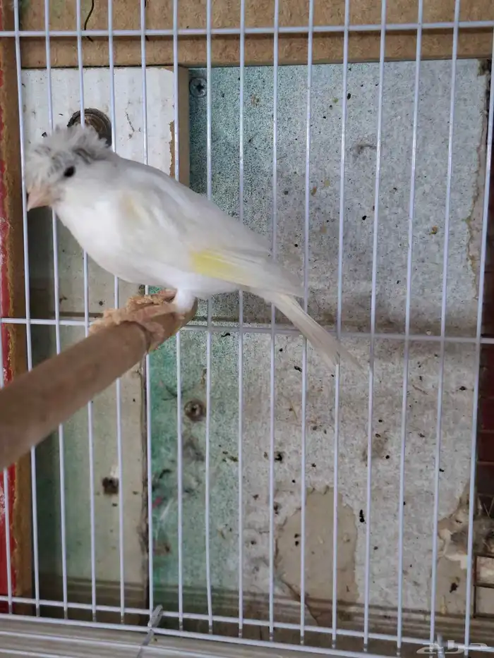 ذكر كناري ابيض( تم البيع ) 3