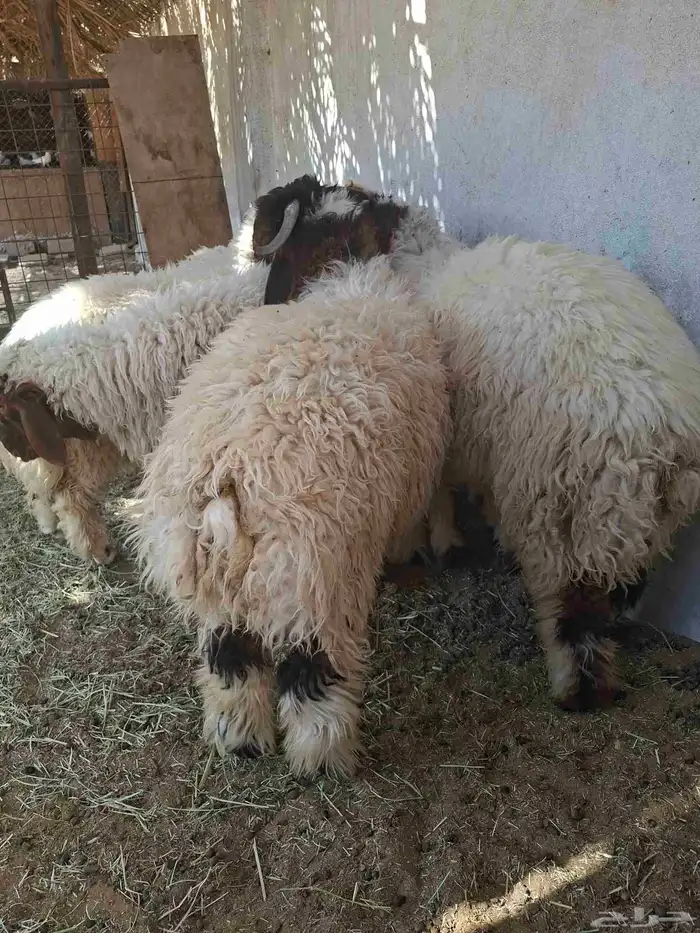 طليان نعيم ذبايح 0