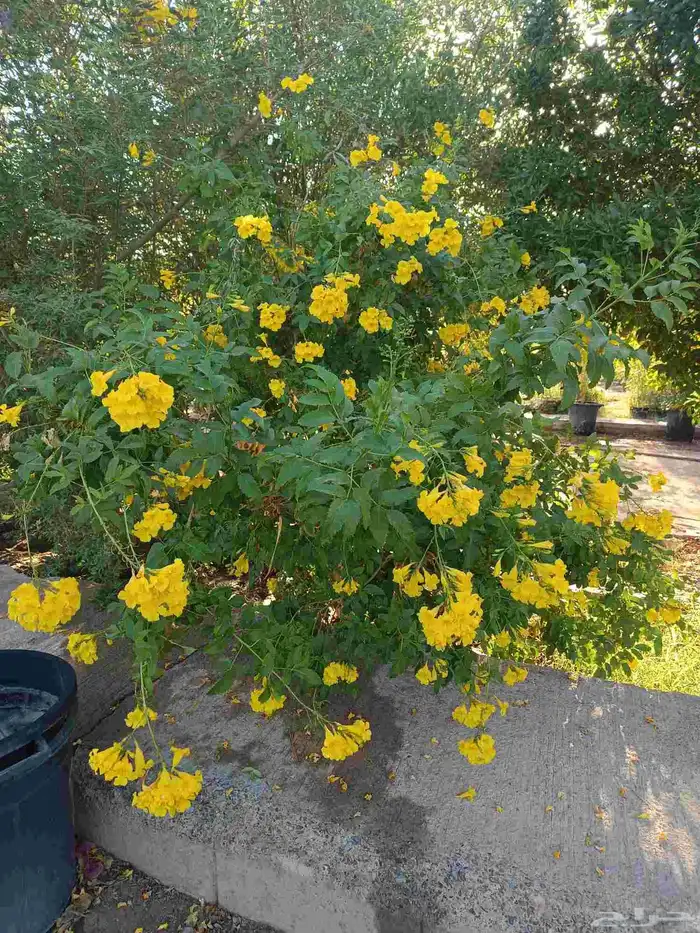 اجمل النباتات والأشجار داخل المدينه المنوره 9