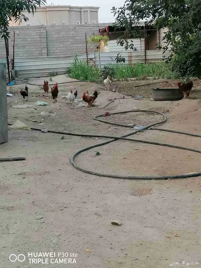الدجاج للبيع 5