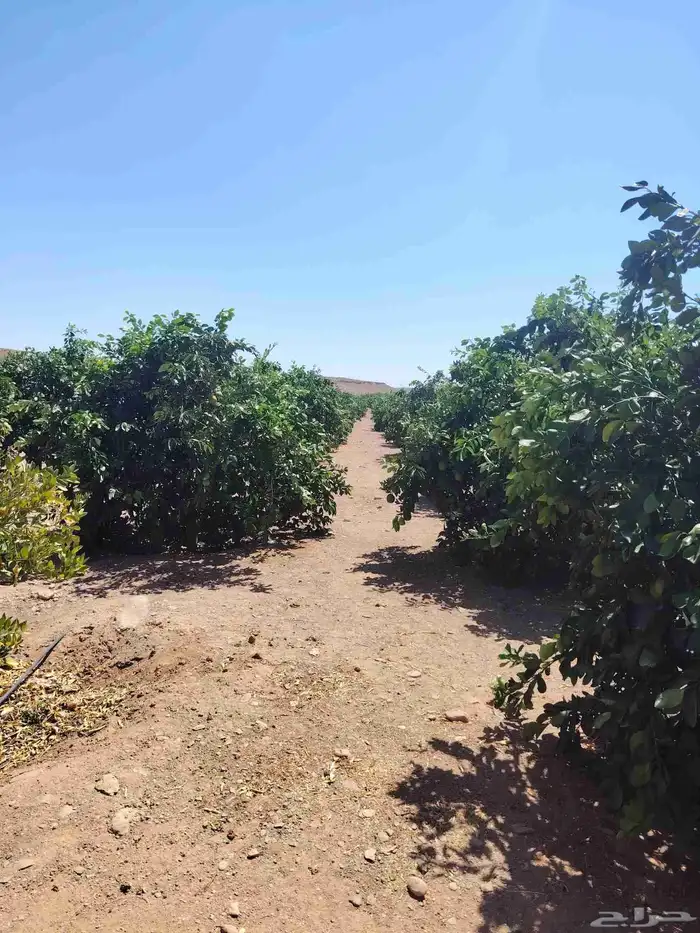 نخل عربي وزيتون مثمر 9