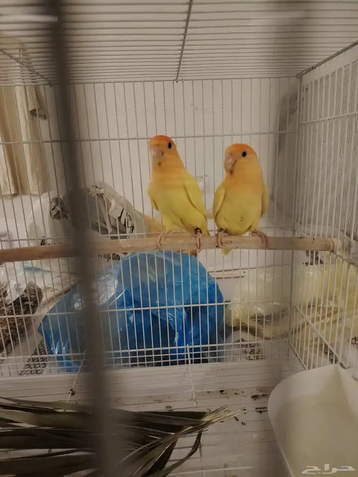 جوز روز جاهزين للانتاج و بيجهز العش 0