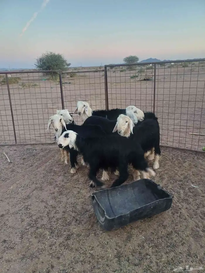 طليان نجد للبيع 7