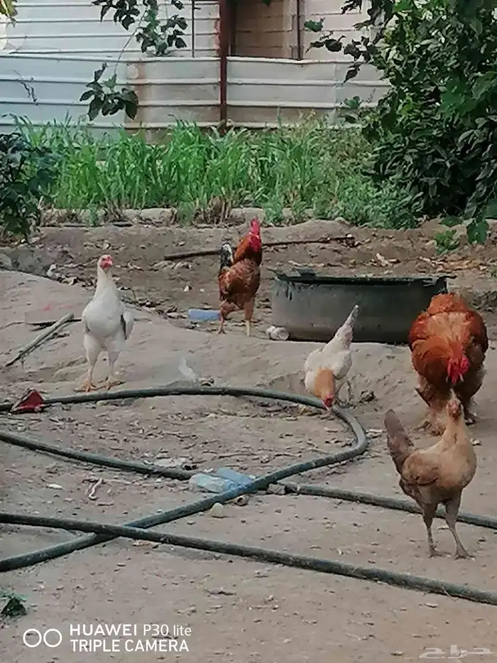 الدجاج للبيع 1