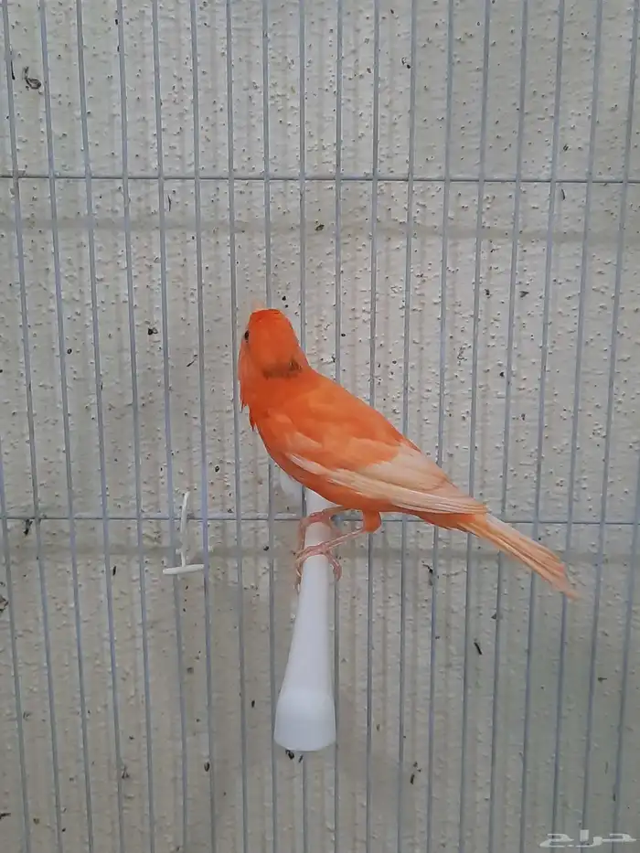 جوز كناري أحمر 5