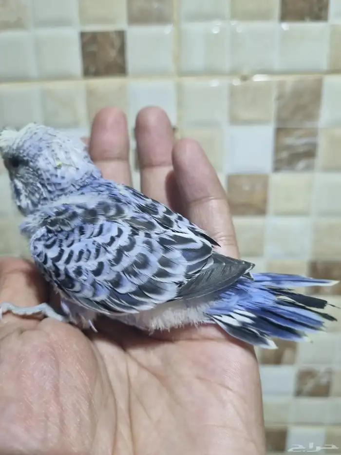 فرخ هوقو اليف 6