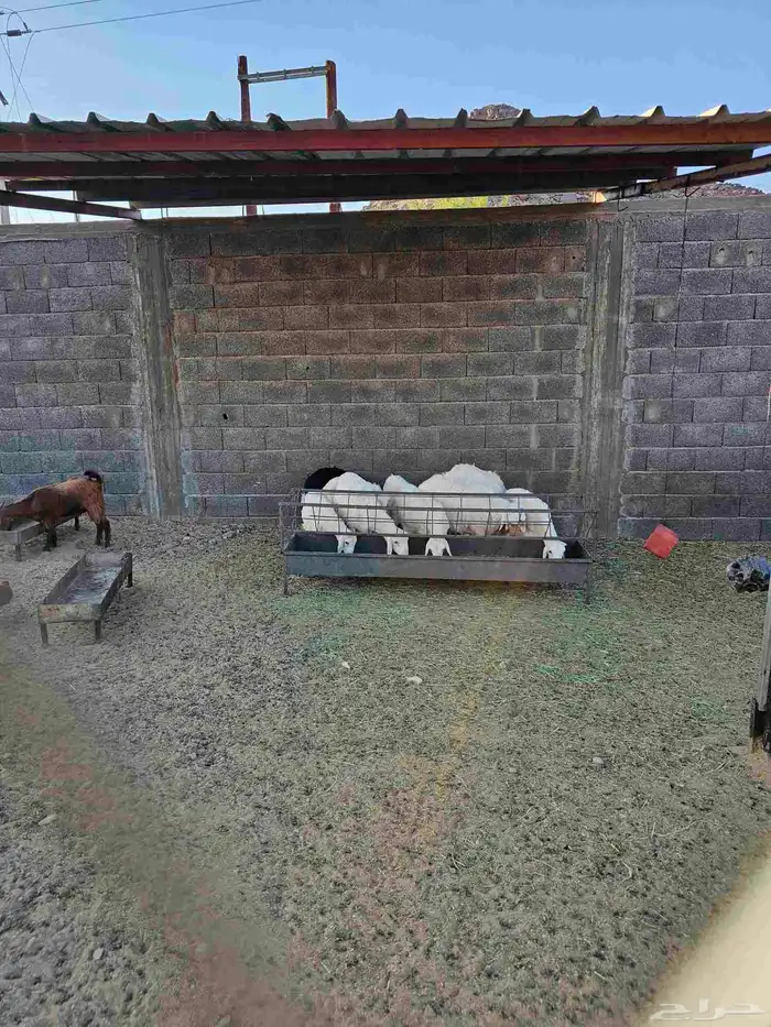 خرفان وتيوس ثلاجات ومناسبات 3