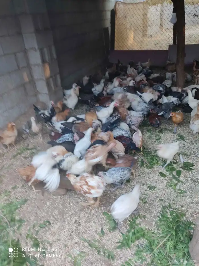 دجاج بلدي للبيع. الموقع  مدركه رحاط 5