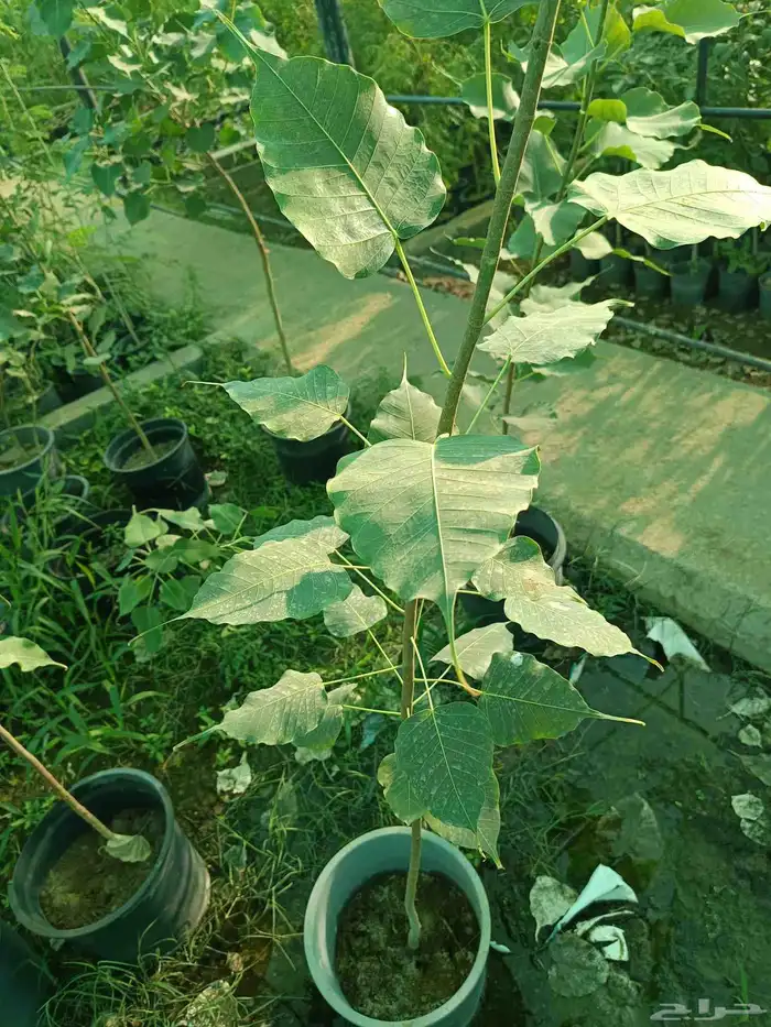 اجمل النباتات والأشجار داخل المدينه المنوره 7